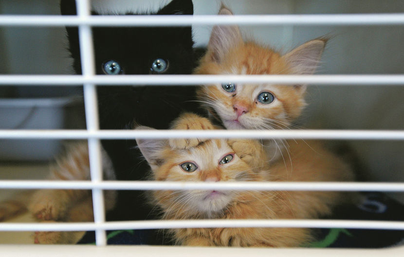 Snake River Animal Shelter at 'crisis' level, with waiting list for  surrenders 100 long | Local News 