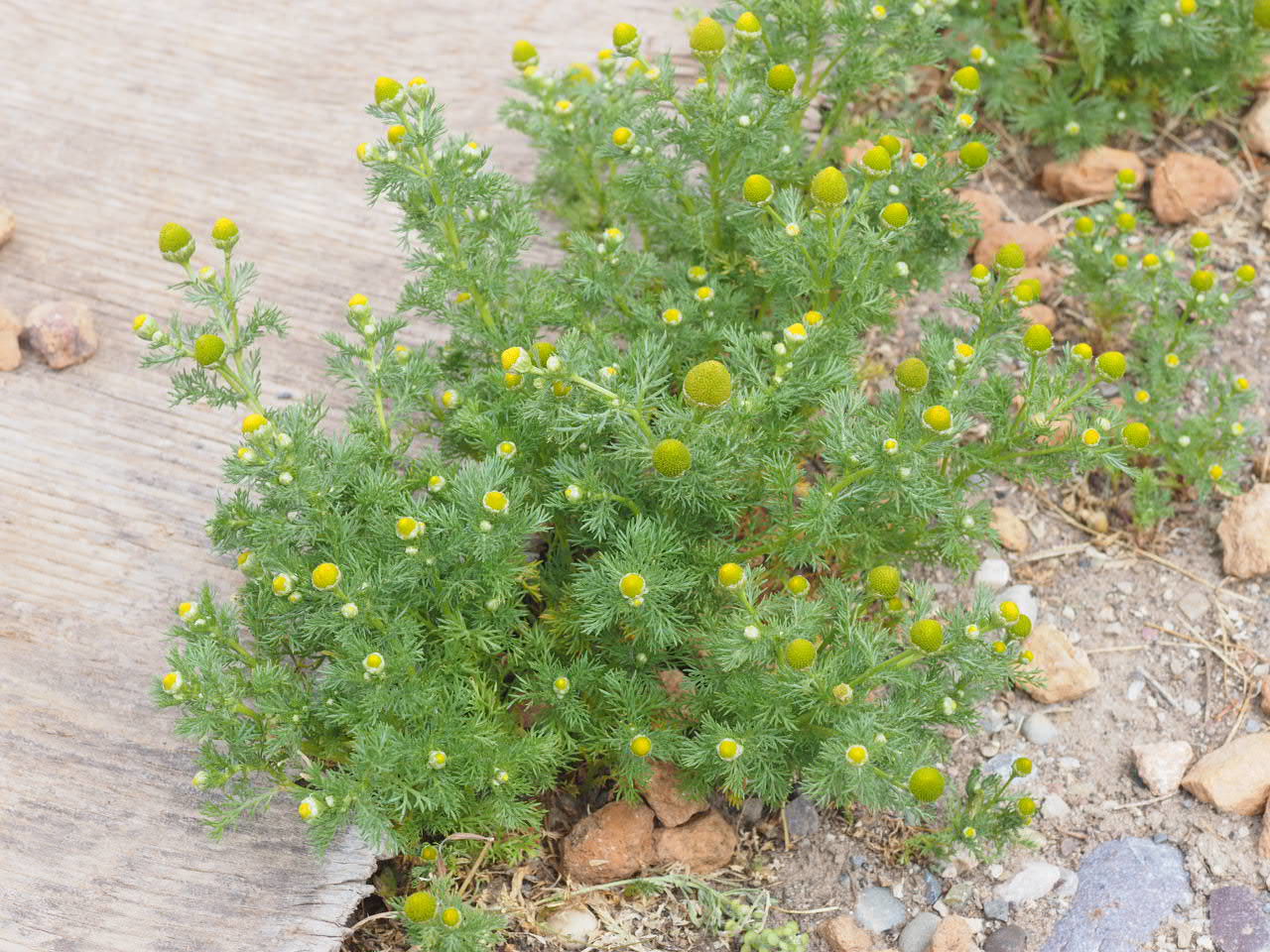 string of pearls succulent String of Pearls Plant | Senecio rowleyanus