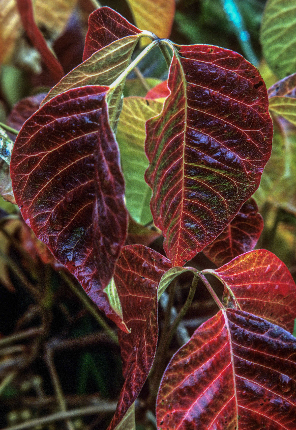 western poison ivy