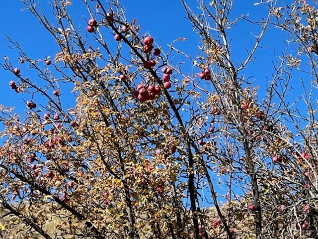 Heirloom apples on a tree