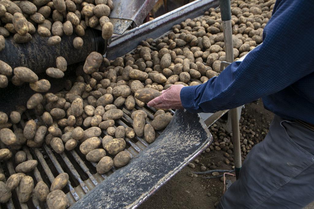Nothing But Uncertainty Local Potato Farmers Hit Hard By Virus Fallout Crops Postregister Com