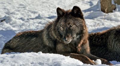 Gray Wolf