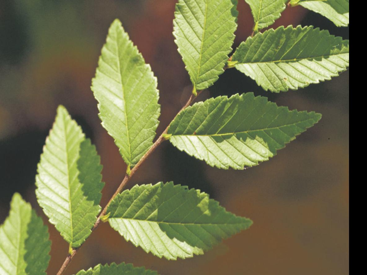 War On Weeds Siberian Elm War On Weeds Postregister Com