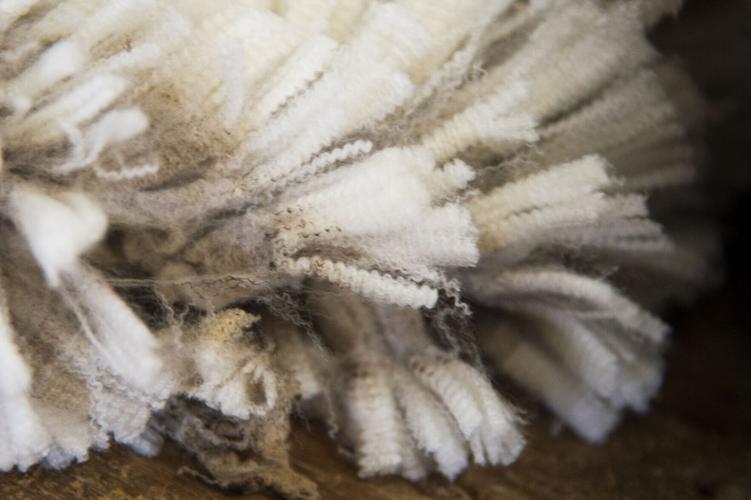 'Where we see our future': Montana State University Wool Lab looks ...