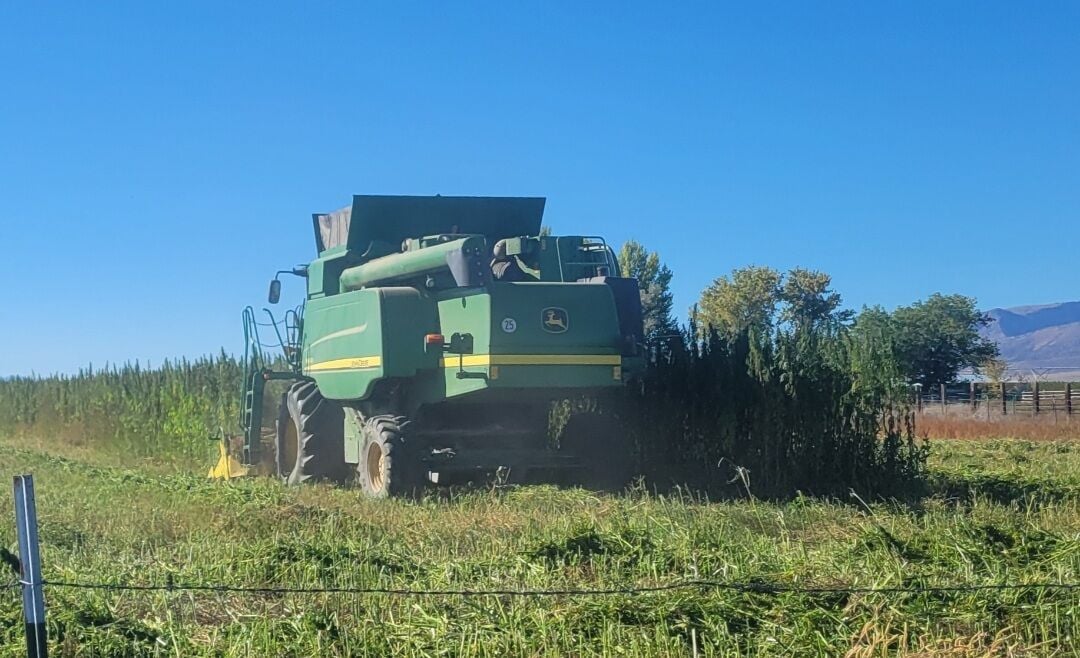 postregister.com - Sean Ellis
Idaho Farm Bureau Federation - Hemp acres down significantly in Idaho