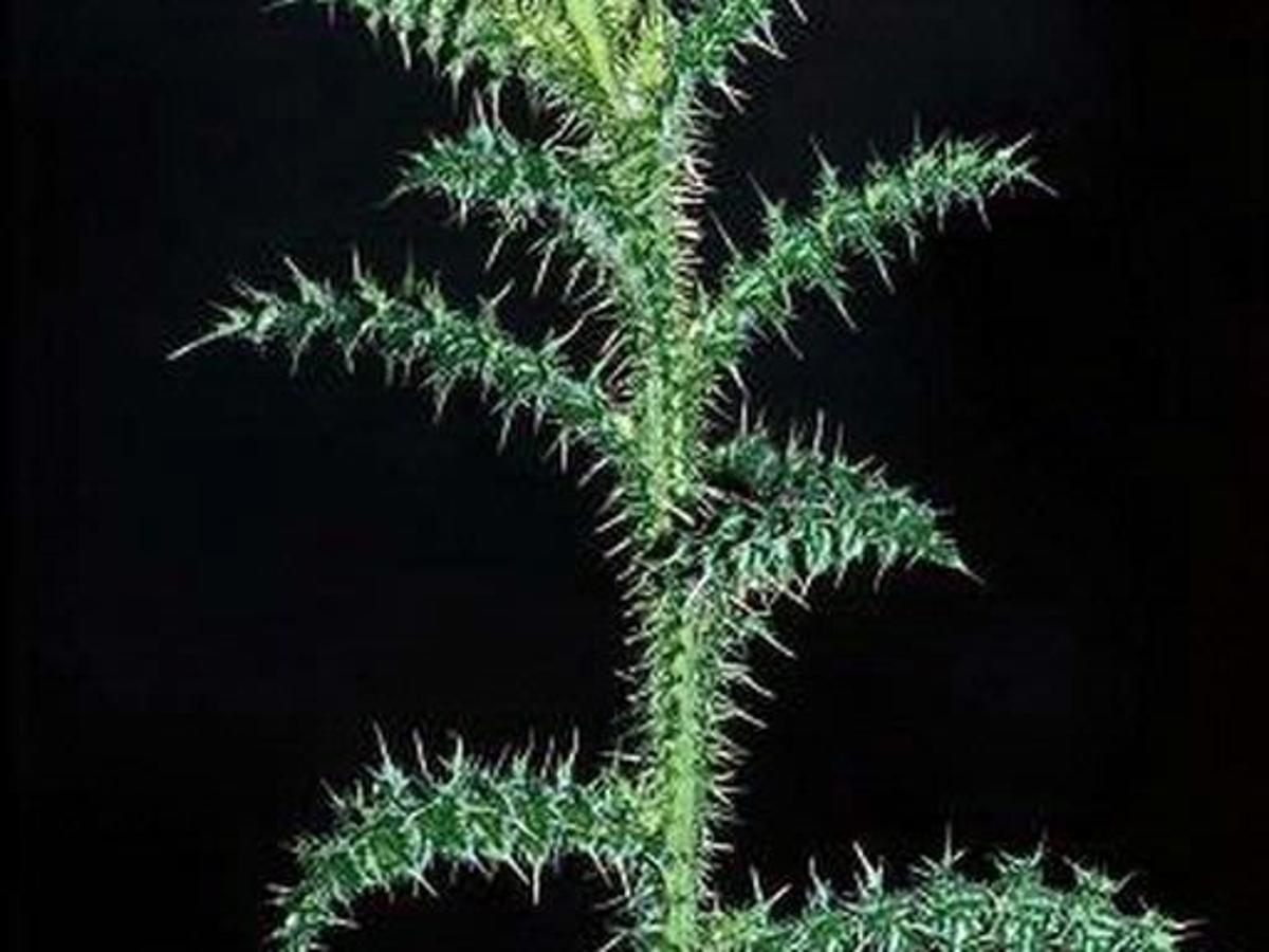 New Taxa And Taxonomic Notes In Aspidistra Convallariaceae S S In China Laos And Vietnam Averyanov 2018 Nordic Journal Of Botany Wiley Online Library