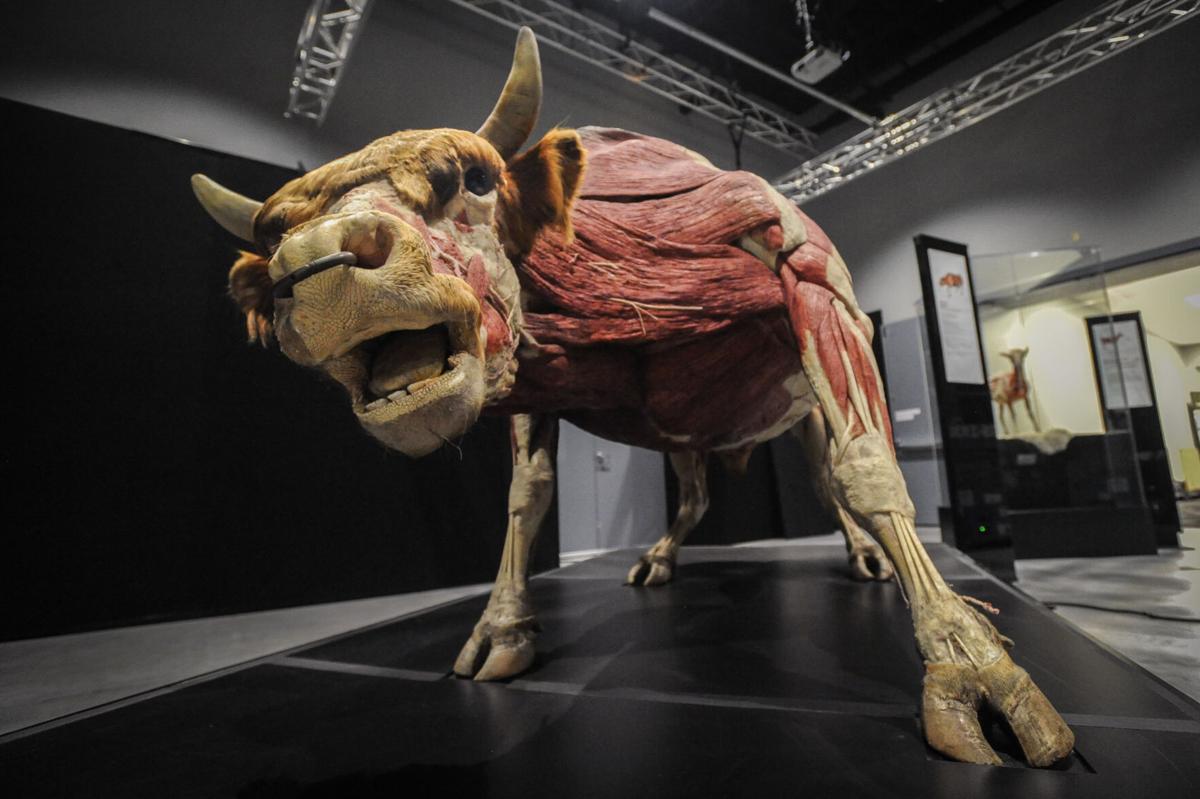 Animal Exhibit To Remain In Museum Of Idaho Local News Postregister Com