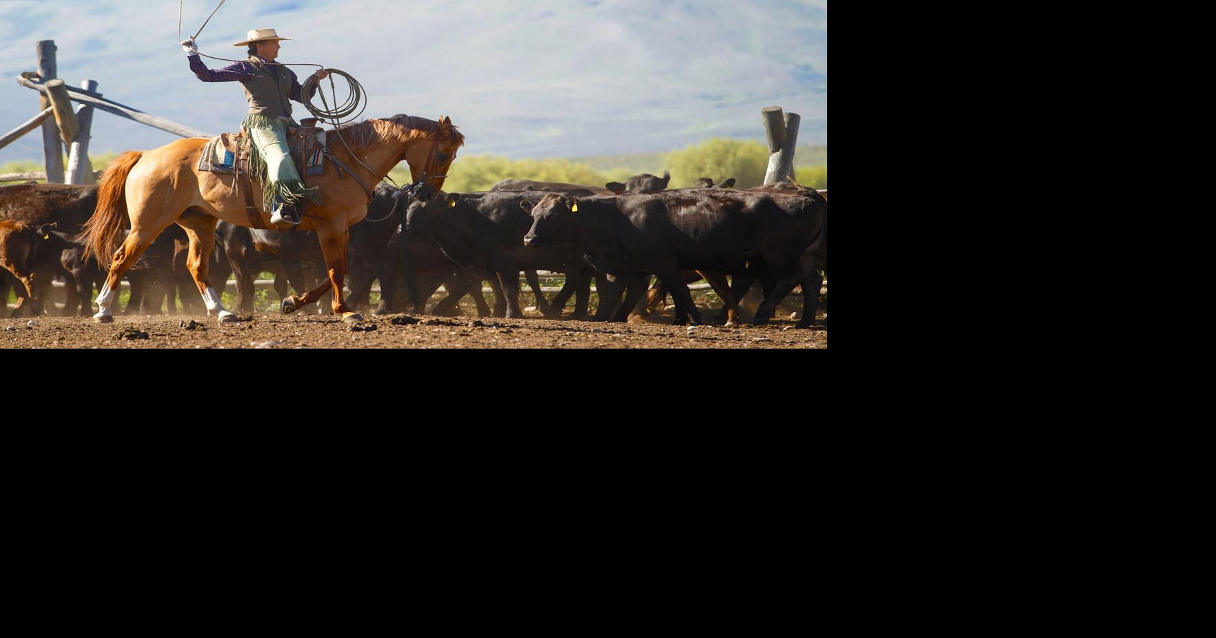 Dave Weaver and Gwynn Turnbull Weaver offer ranch roping and branding ...