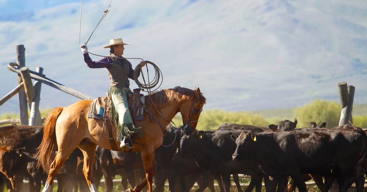 Dave Weaver and Gwynn Turnbull Weaver offer ranch roping and branding ...