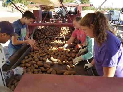 Students help with potato harvest