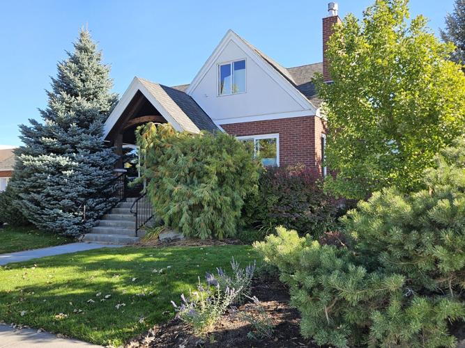 In the Garden: How to make sure your evergreen trees are watered for ...