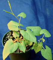 War on Weeds: Wild buckwheat