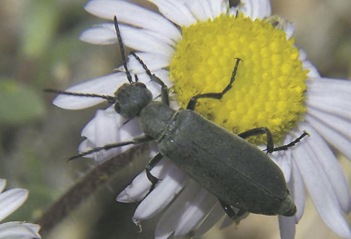 The Bug Box Blister Beetle Or Black Blister Beetle Bug Box