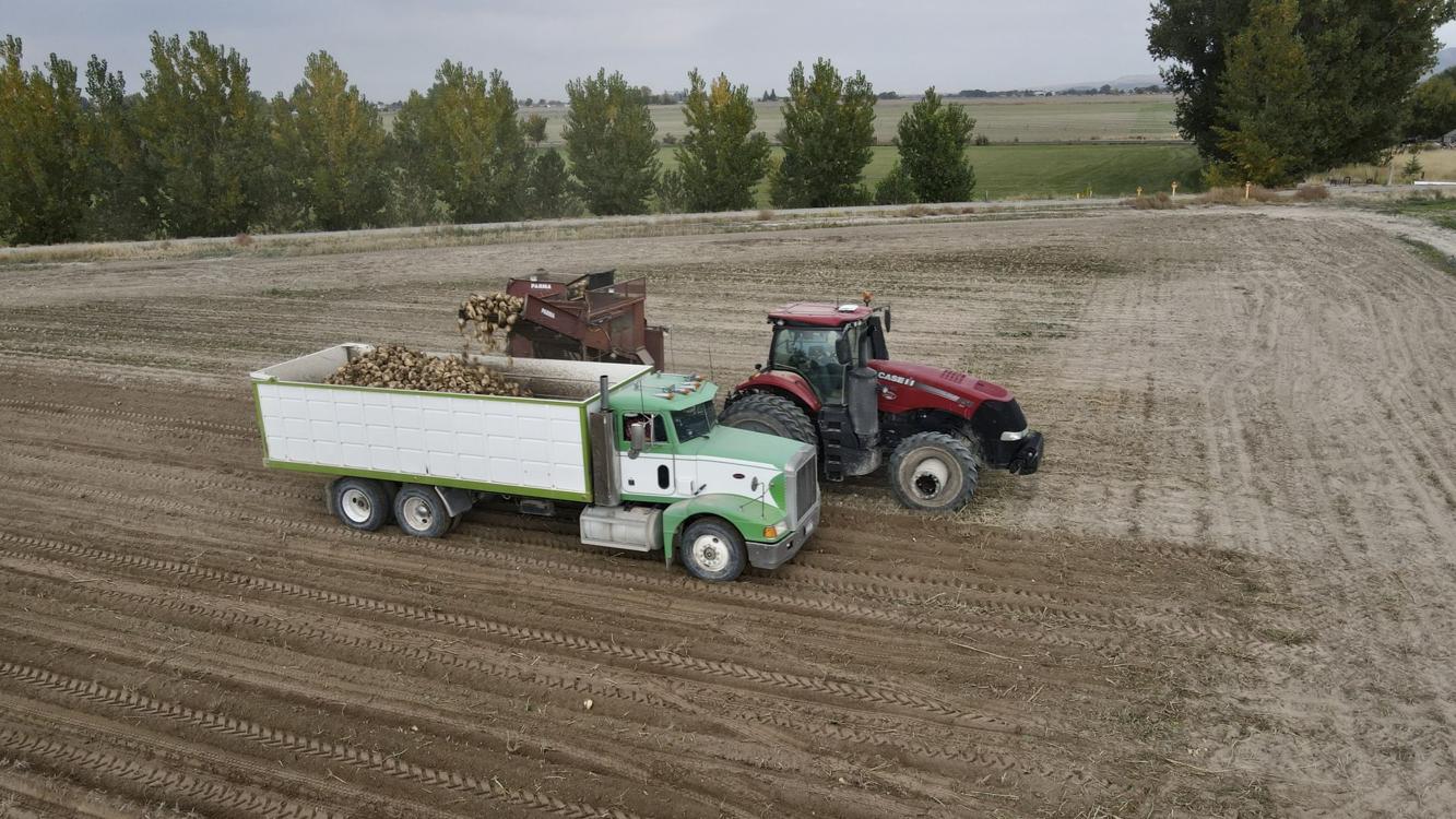 Idaho sugar beet group expands membership and changes name Crops