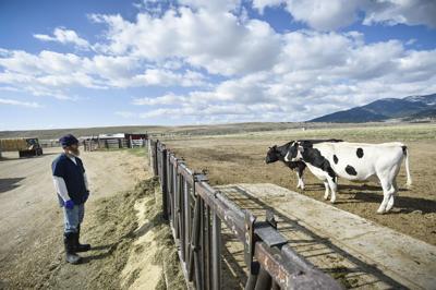 Montana State Prison dairy loses $1.5M after Darigold cuts contract