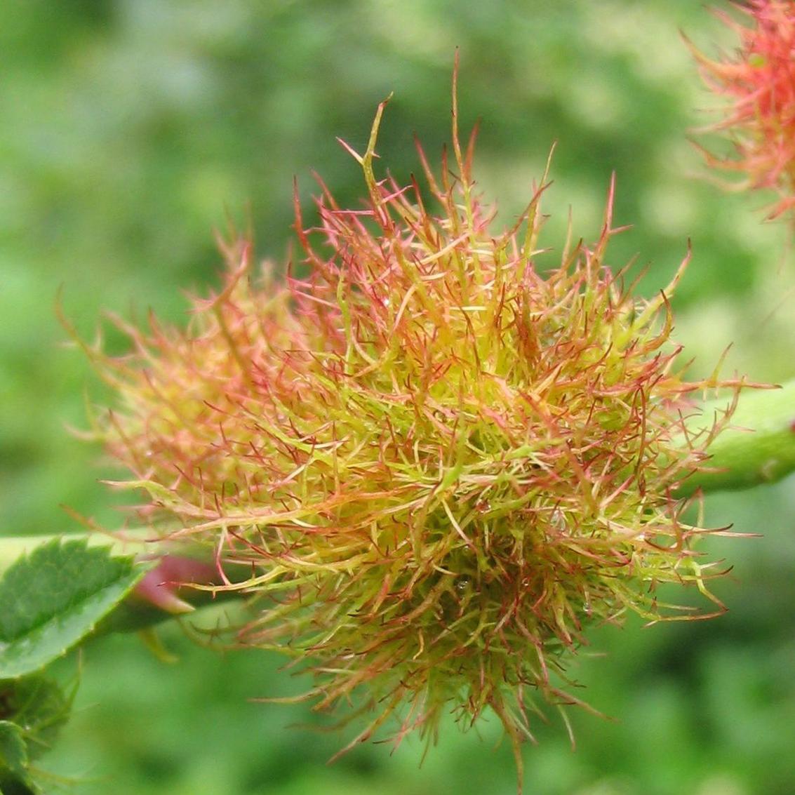 The Bug Box: Rose gall wasp | Columnists | postregister.com