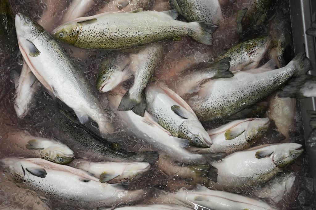 Demand for seafood is soaring, but oceans are giving up all they