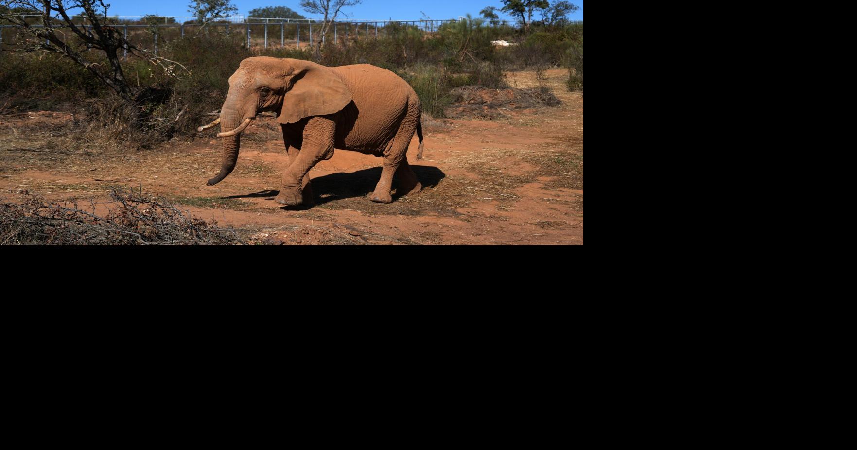 Portugal Elephant Sanctuary | World News | postregister.com