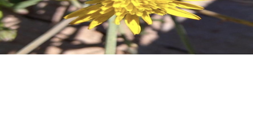 War on Weeds: Cutleaf vipergrass | Pests & Weeds | postregister.com