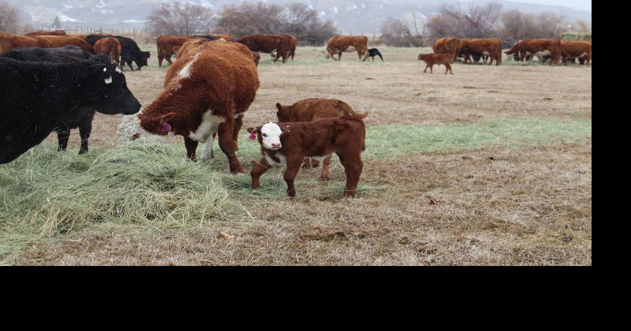 Lemhi County ranchers hit hard again this year with crooked calves ...