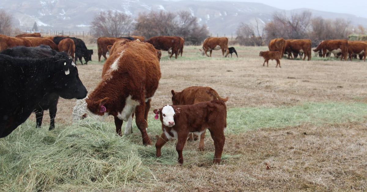 Lemhi County ranchers hit hard again this year with crooked calves ...