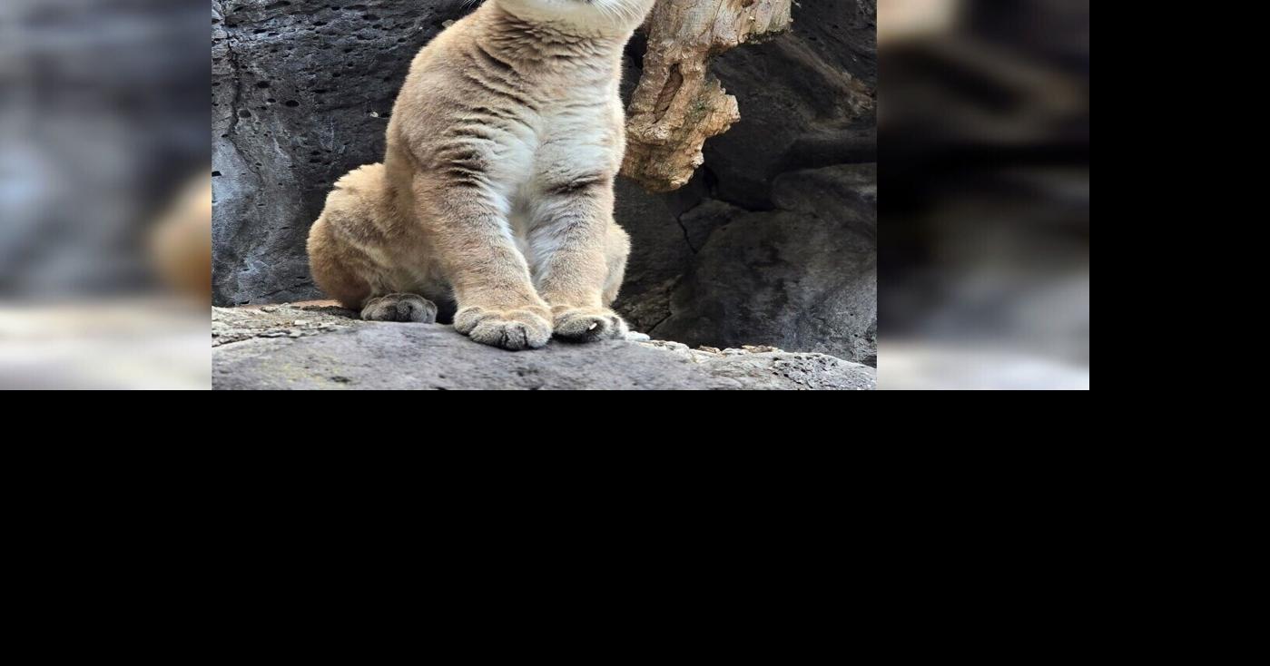Community invited to Zoo Idaho for cougar kitten's name reveal