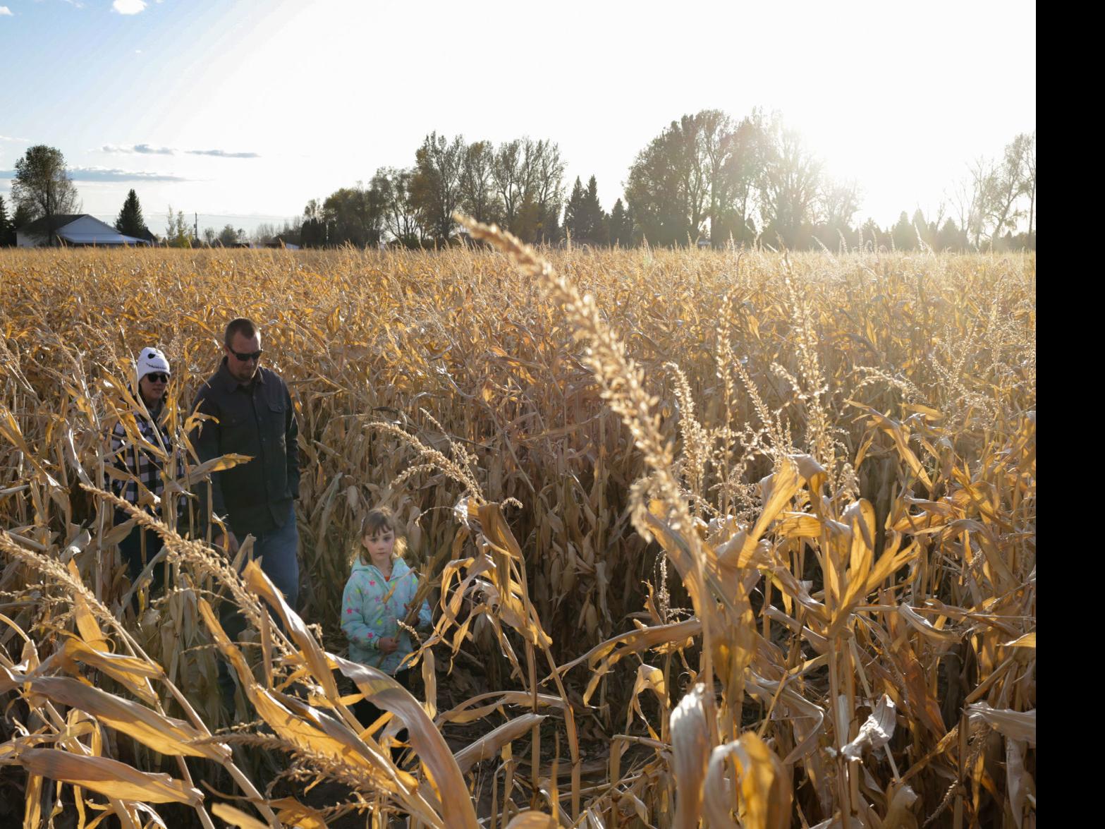 Photo Gallery New Sweden Farms Corn Maze And Pumpkin Patch Postregister Com