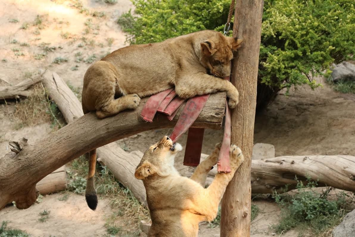 2 lion sisters from Idaho Falls to head to Seattle; zoo announces