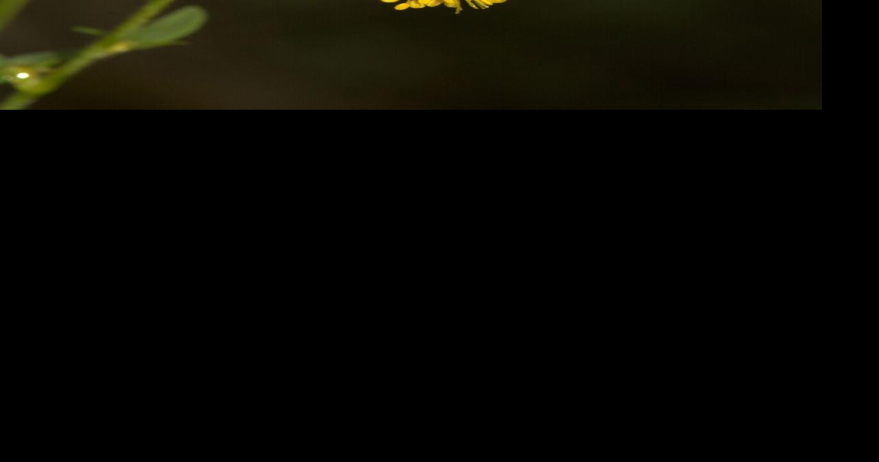 The diversity of seeds