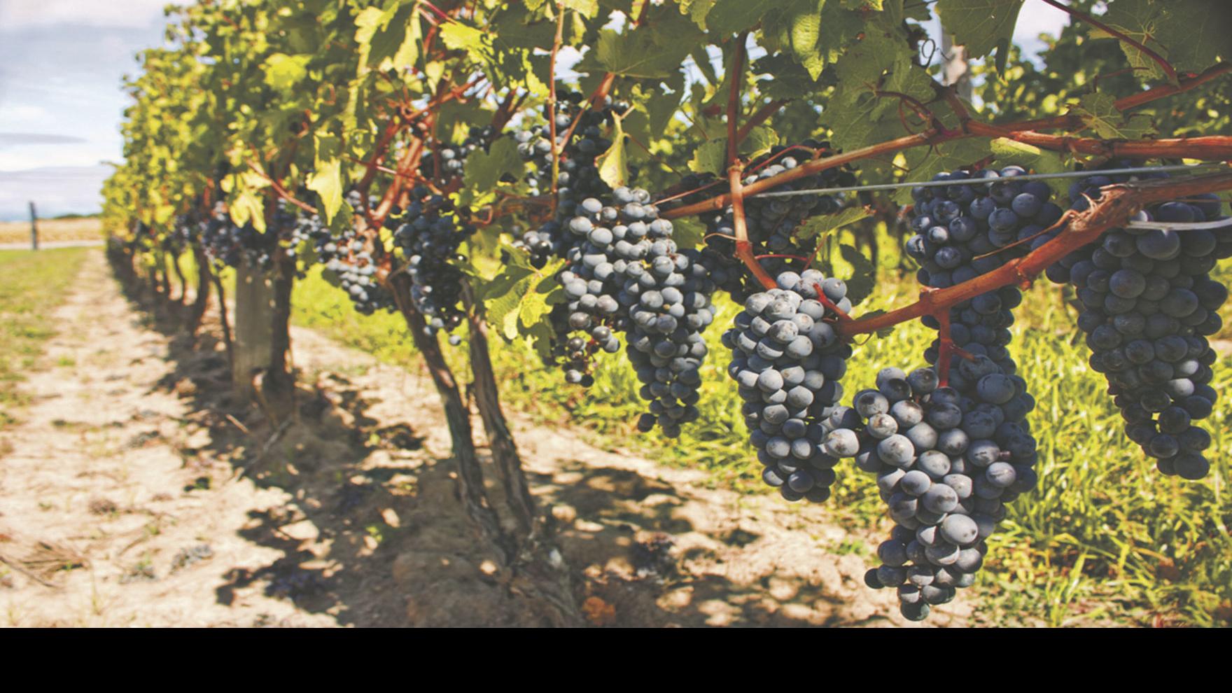 Learn The Secrets Of Growing Grapes Crops Postregister Com