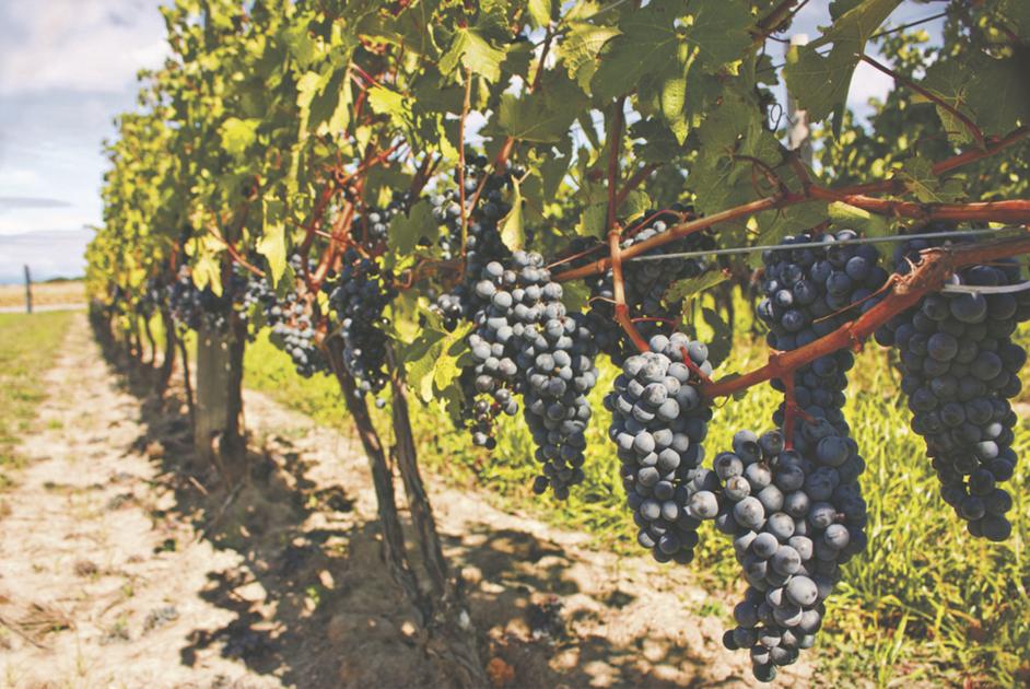 Learn the secrets of growing grapes Crops