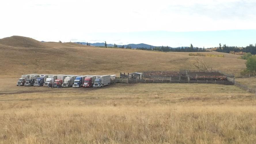 Douglas Lake Cattle Company is a historic ranch with modern management ...