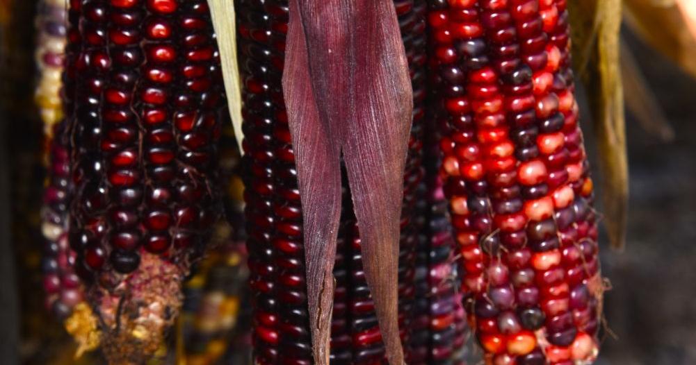 The diversity of seeds: Part 2
