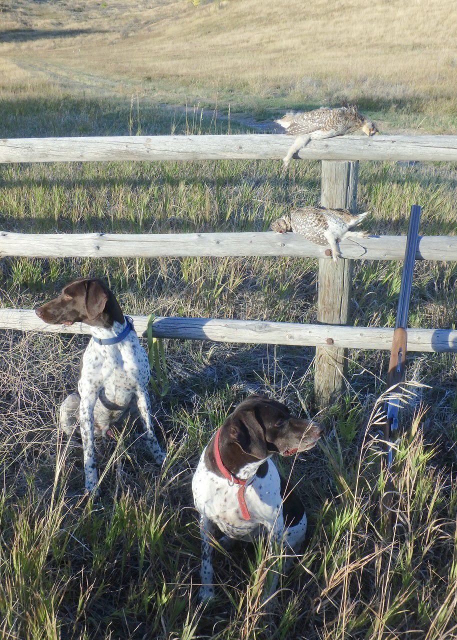 is the german shorthaired pointer legal in suriname