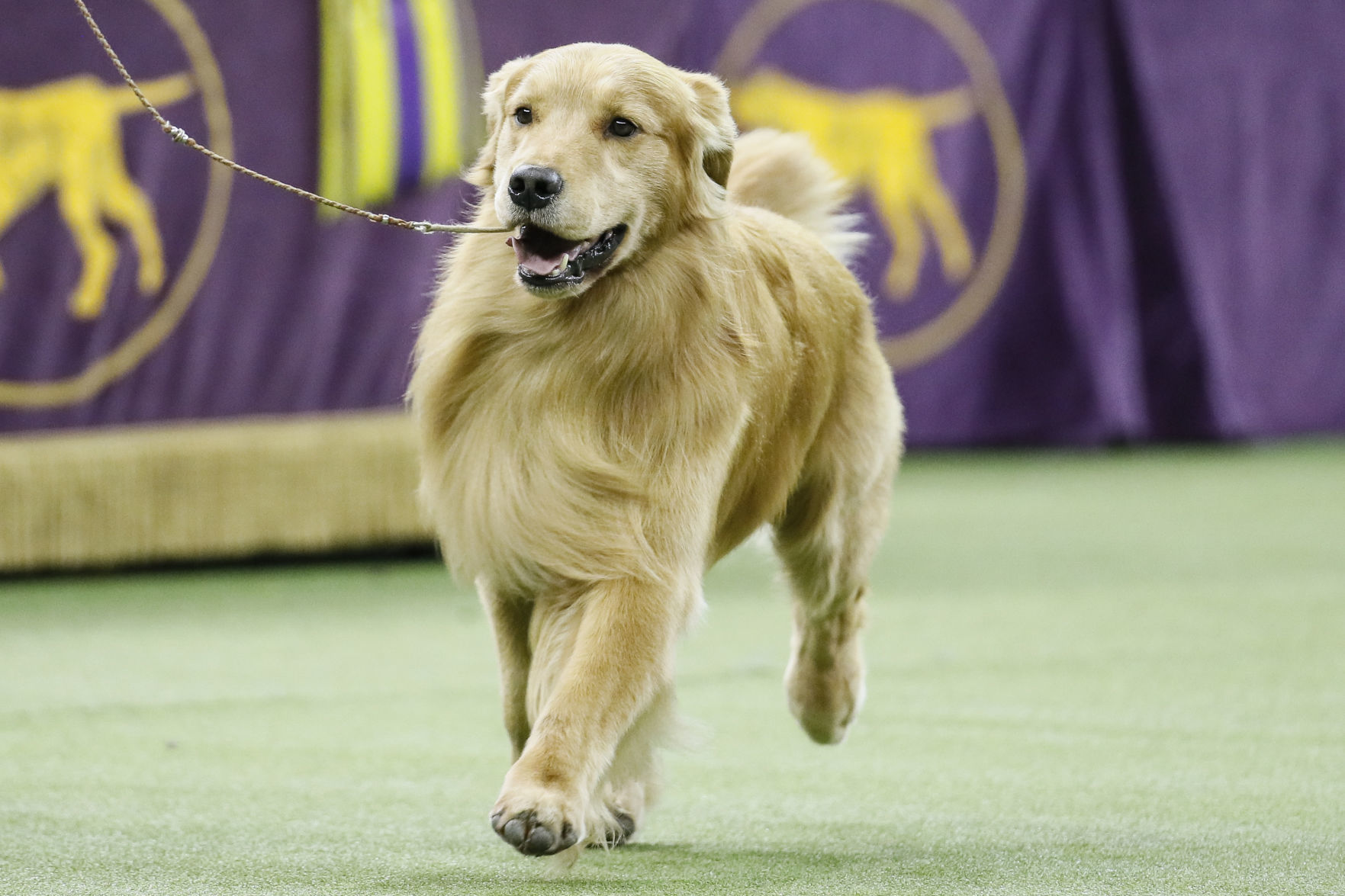 eastern counties golden retriever club