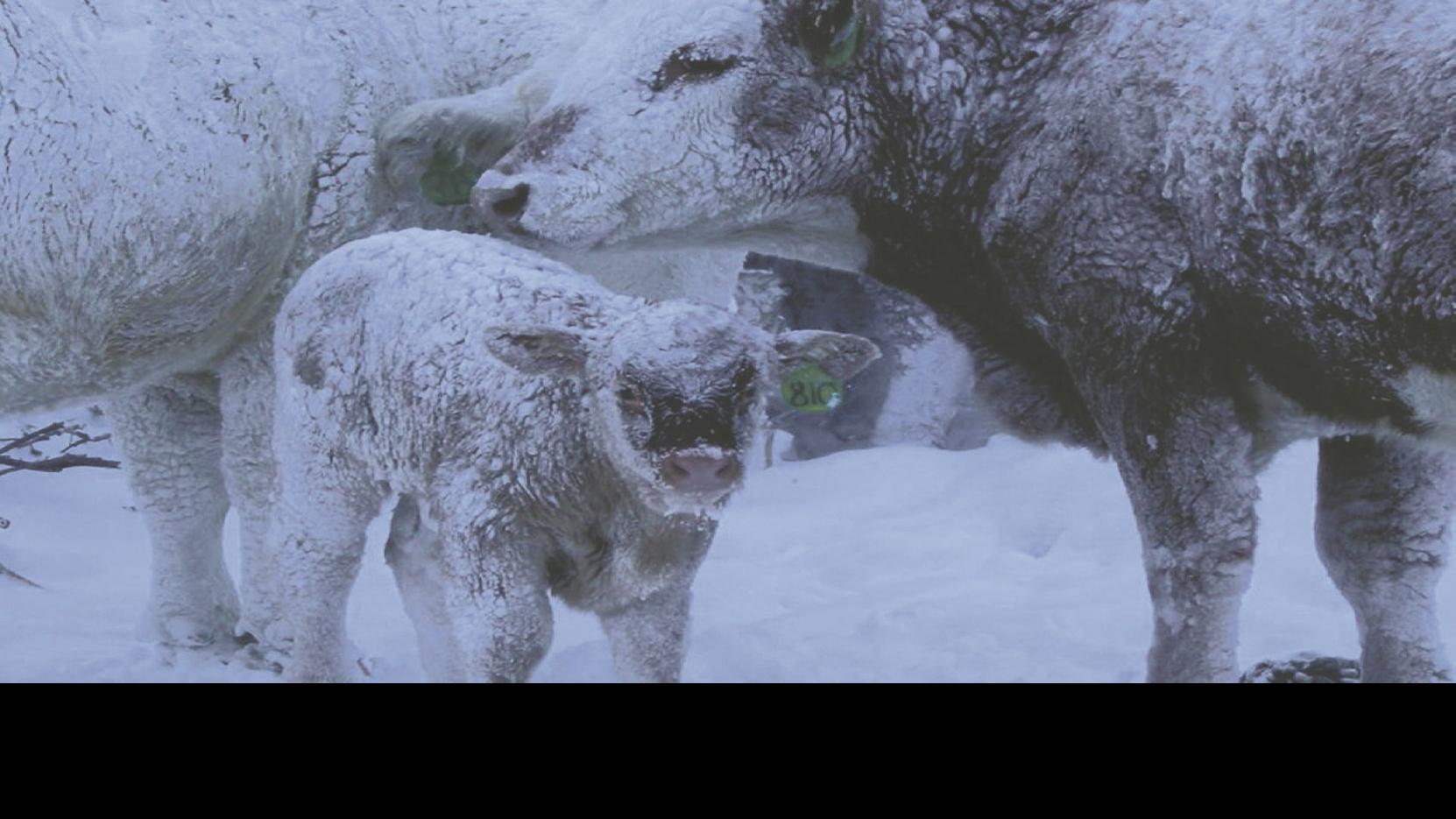 Barnyard Basics Why Frostbite Occurs And How To Detect It
