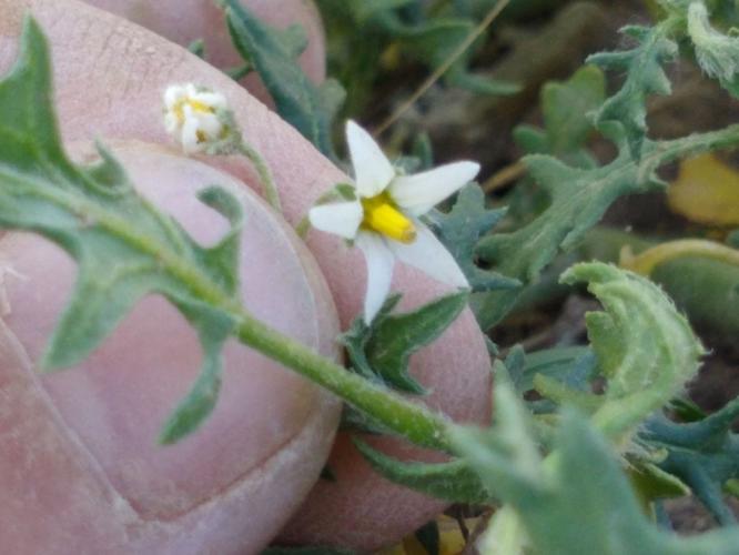 War on Weeds: Cutleaf nightshade | Columnists | postregister.com