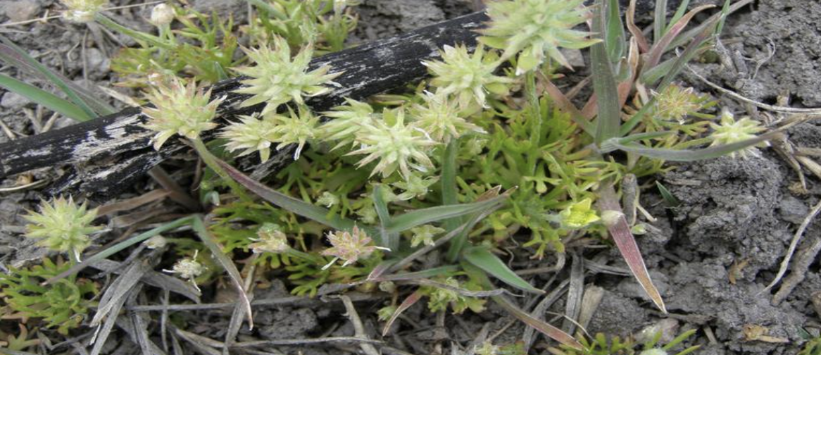 War on Weeds Bur buttercup Pests & Weeds