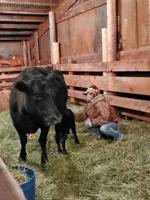 Barnyard Basics: When heifers don't mother their calves