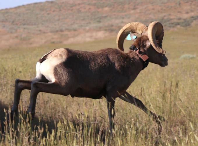 Northern Utah rangeland finds new purpose as nursery for wild bighorn ...