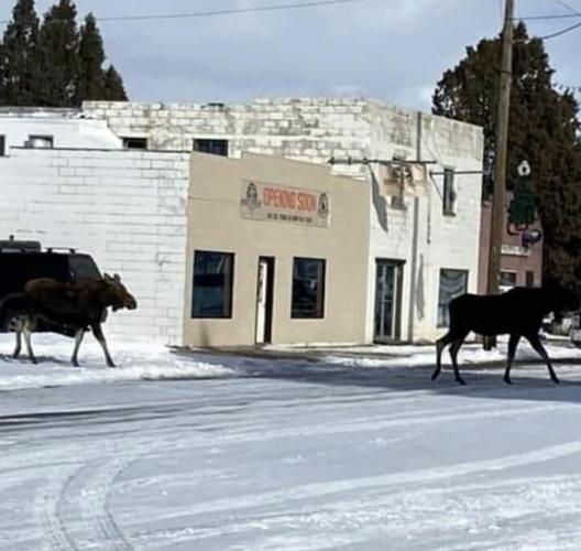 Bancroft Trading Post/Moose