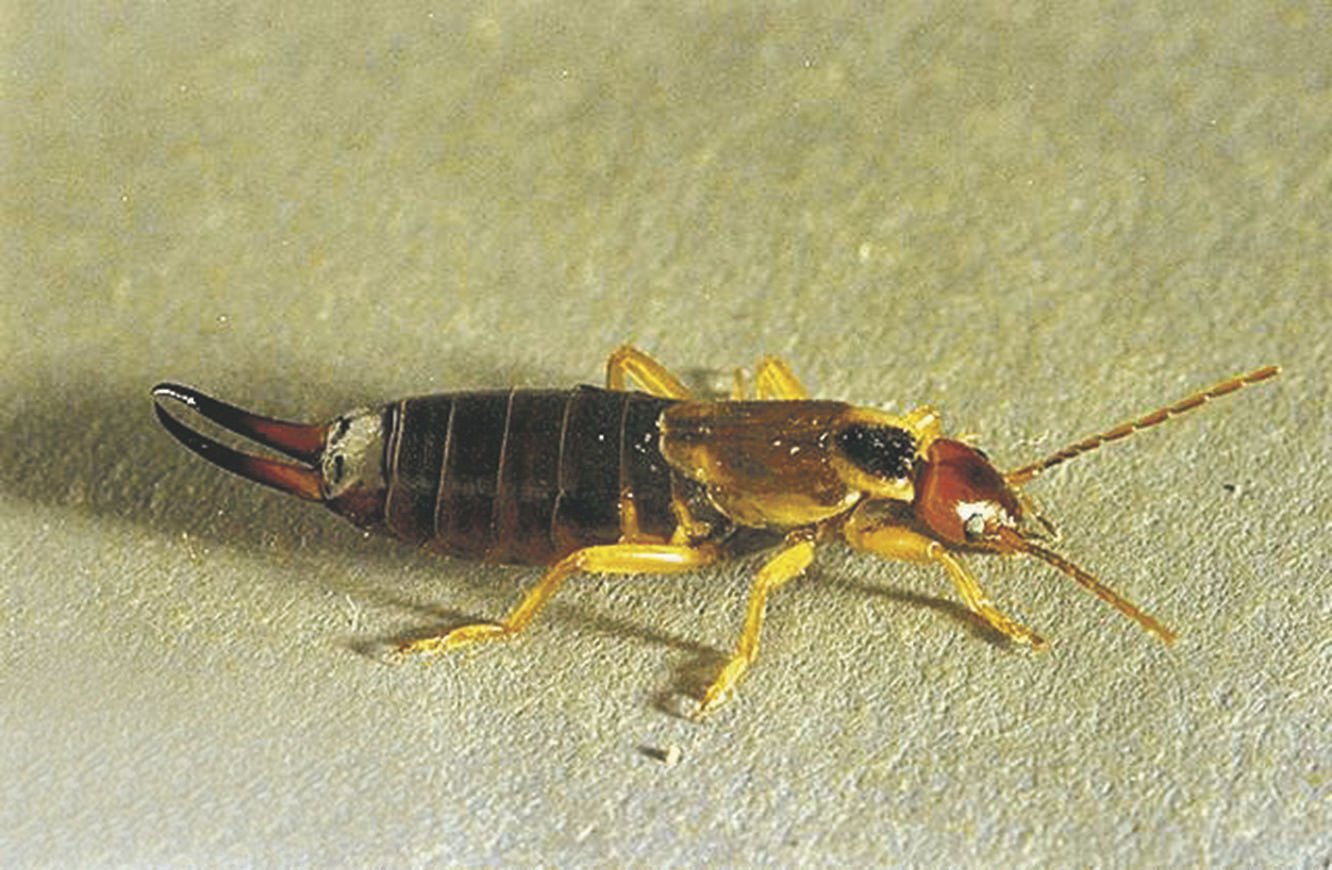 The Bug Box: Earwig | Columnists | postregister.com