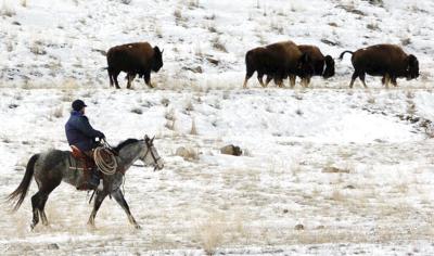 Exchange Yellowstone Bison Management Documents