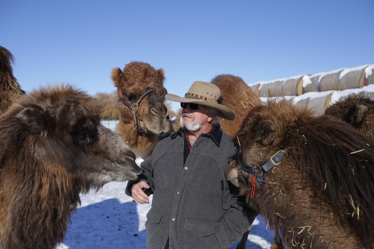 Giddy Up Camel Idaho Cowboy Makes A Name For Himself Herdin Camels Local News Postregister Com