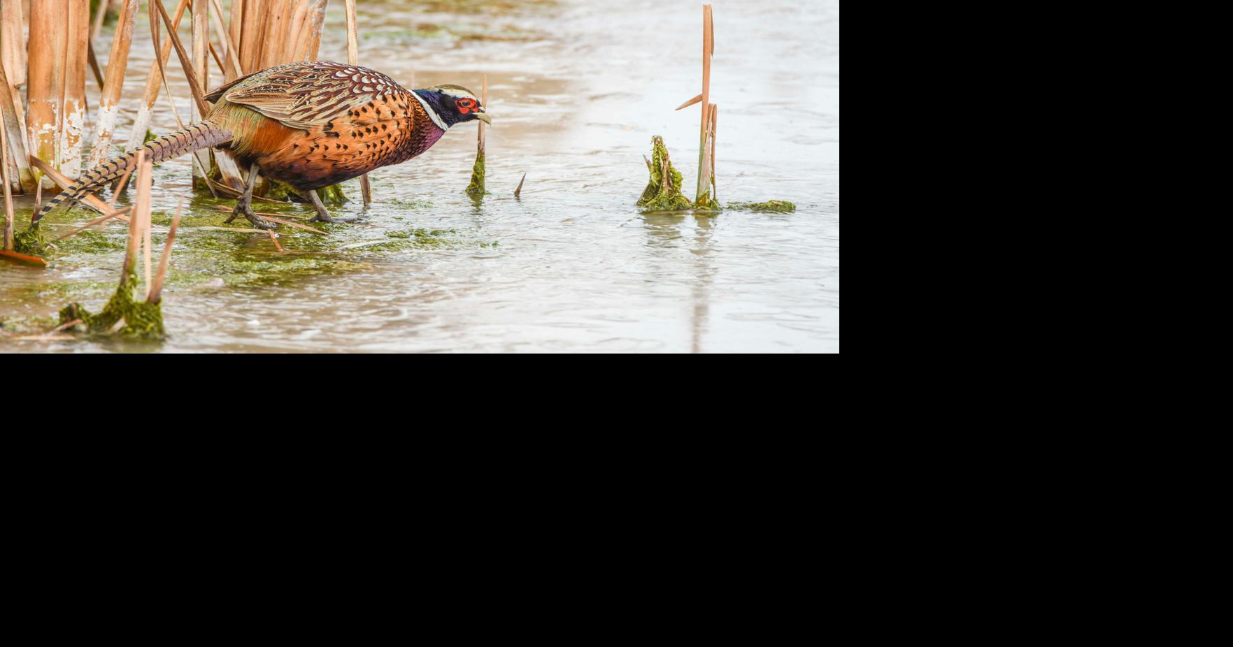 Critters use many tools to survive winter season | Outdoors ...