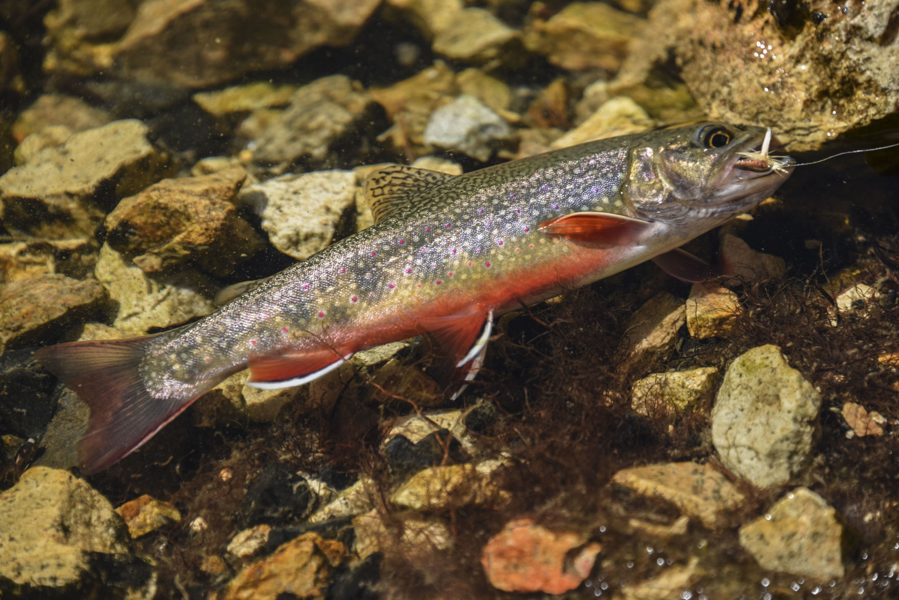 Brook trout are an iconic but invasive sport fish | Outdoors