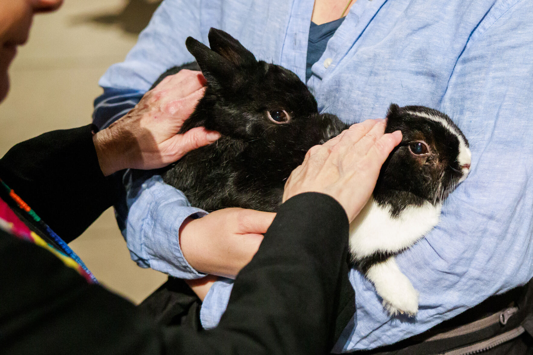Angry Rabbit Animal New York Blessing of the Animals | National News | postregister.com