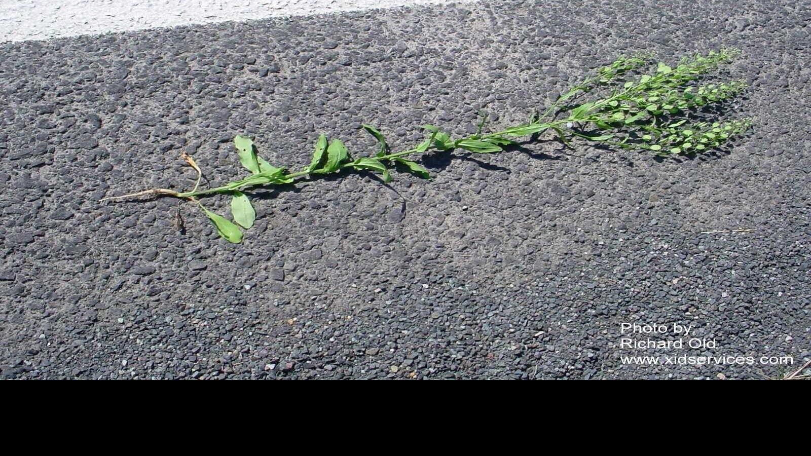 War on Weeds: Field pennycress | Local | postregister.com