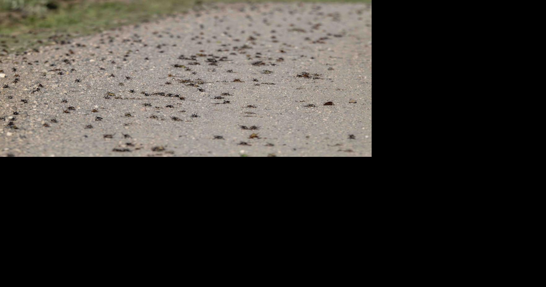 The biology of the Mormon cricket