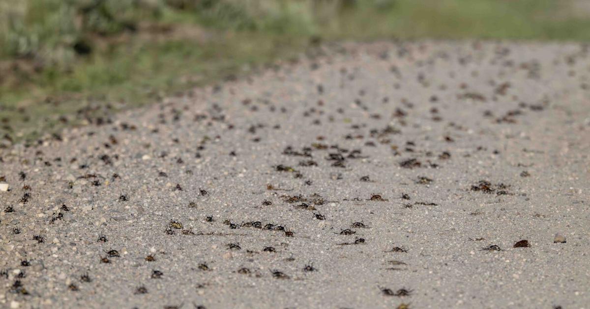 The biology of the Mormon cricket